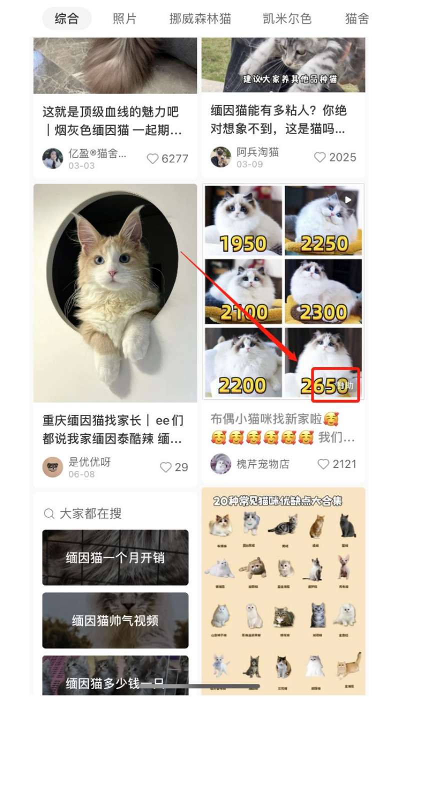 揭秘小猫咪活体小红书打粉项目，高客单价，每单利润 5000+ 认真坚持落地实操 轻松月入过万（篇二）-云创网